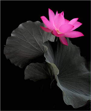 TaiLieu_Lotus_Flower_IMG_6843.jpg
