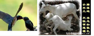 web_DCD_yenthi_goats.jpg