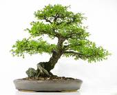 TL_bonsai2.jpg