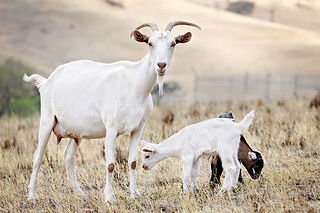 dcd_jan8_15_2goats.jpg